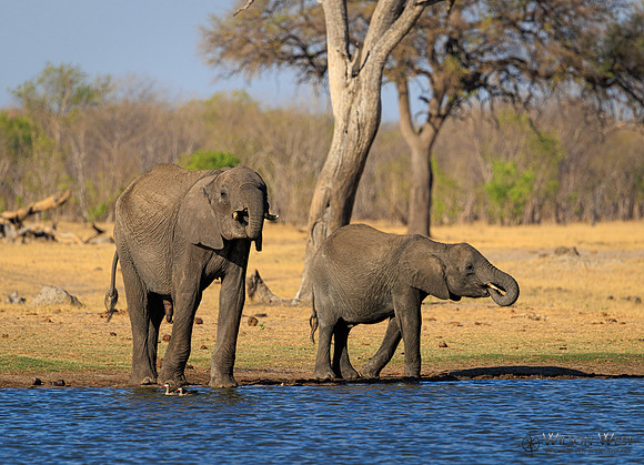 Elephant
