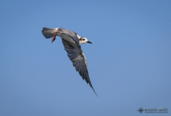 Whiskered Tern