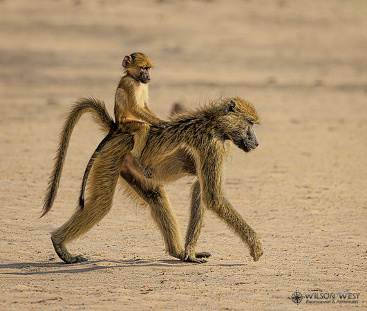 Baboon