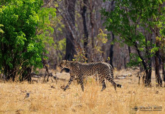 Cheetah