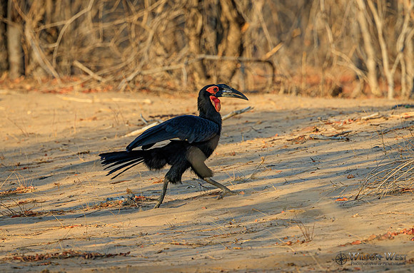 Ground Hornbill