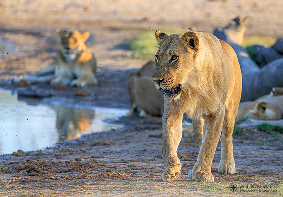 Lion