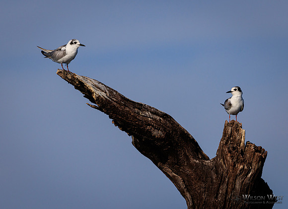 Whiskered Tern