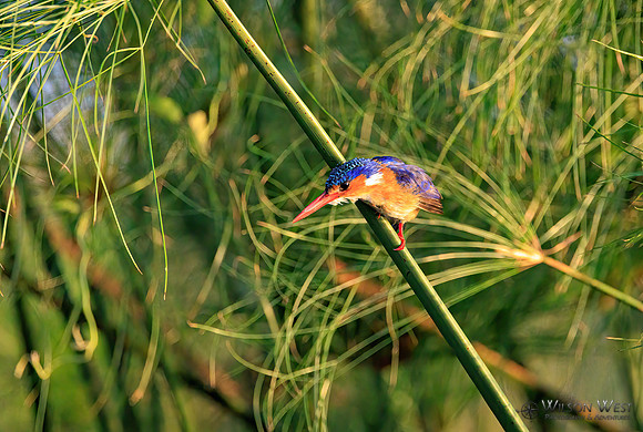 Malachite Kingfisher
