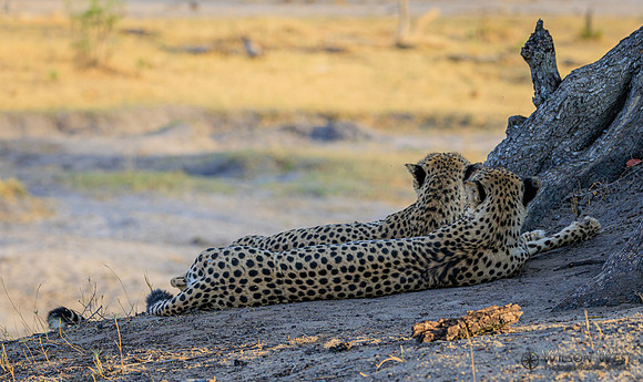 Cheetah