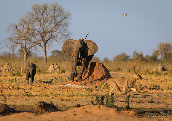 Lion, Elephant