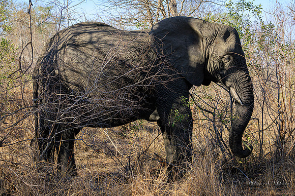 Elephant