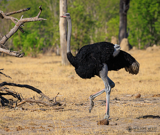 Ostrich