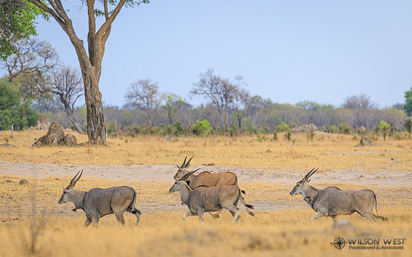 Eland