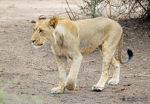 Lion