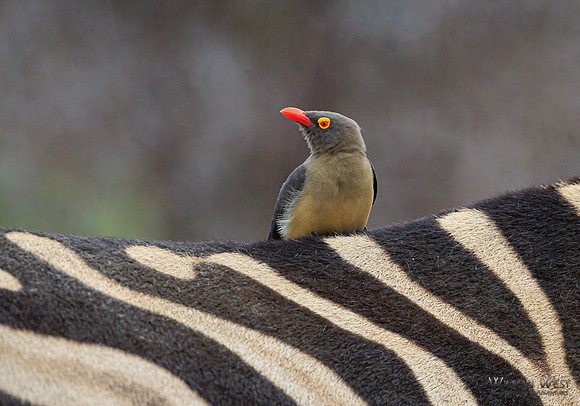 Red-billed Oxpecker