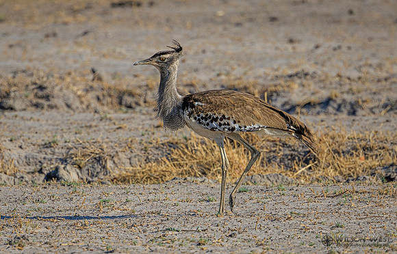 Kori Bustard