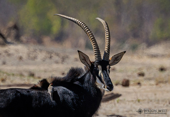 Sable Antelope, Red-billed Oxpecker