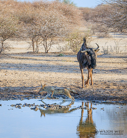 Blue Wildebeest, Black-backed Jackal