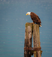 Alaska Cruises - 2021