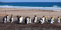 1-8 AM Saunders Island