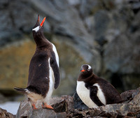 Falklands, South Georgia & Antarctica 2024