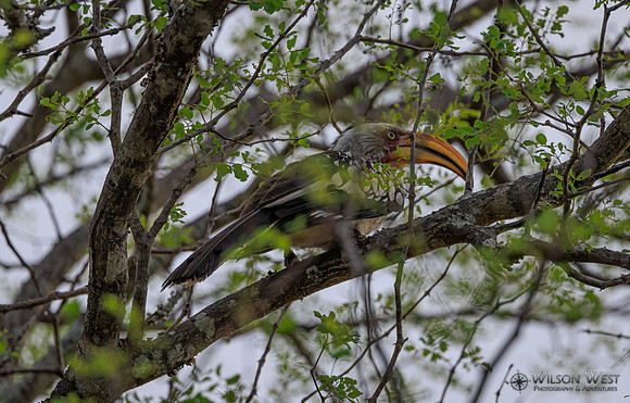 Red-billed Hornbill