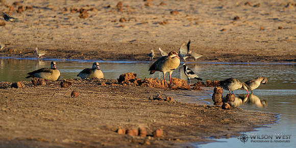 Blacksmith Lapwing, Collared Mourning Dove, Egyptian Goose, Red-billed Teal