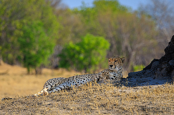 Cheetah