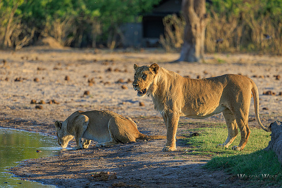 Lion