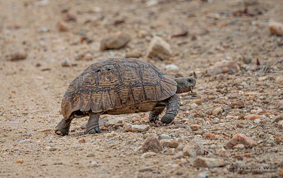 Leopard Tortoise