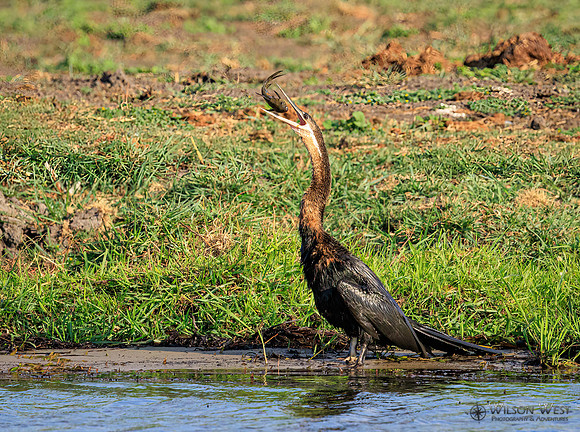African Darter