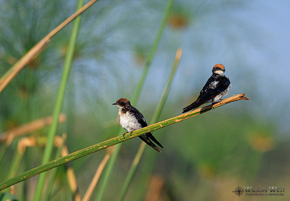 Wire-tailed Swallow