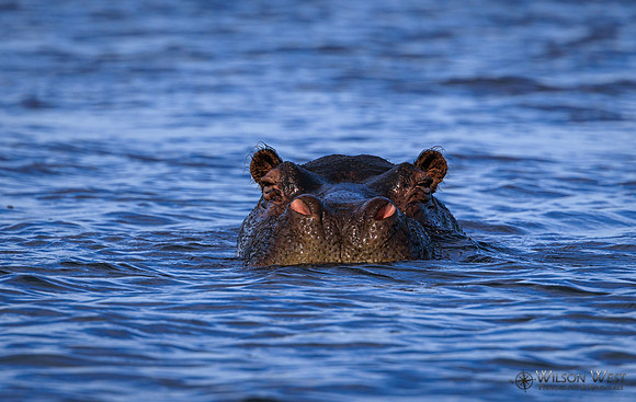 Hippopotamus
