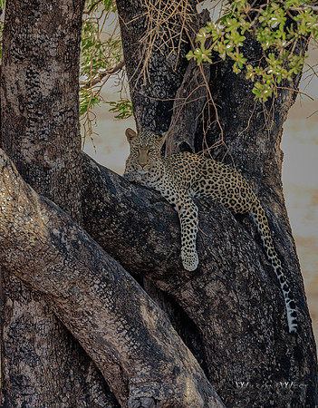 Leopard
