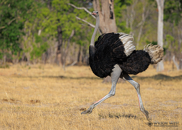 Ostrich
