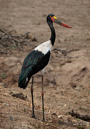 Saddle-billed Stork