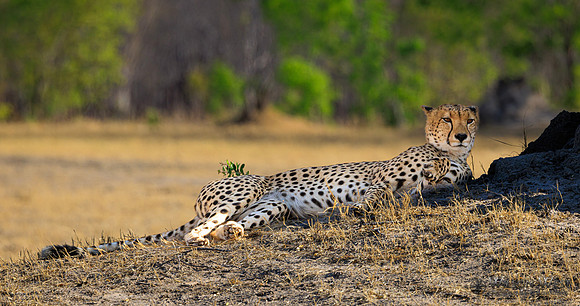 Cheetah