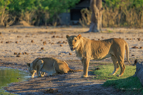 Lion