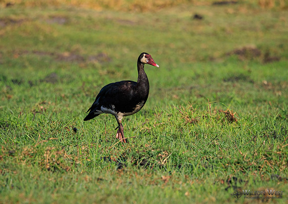 Spur-winged Goose