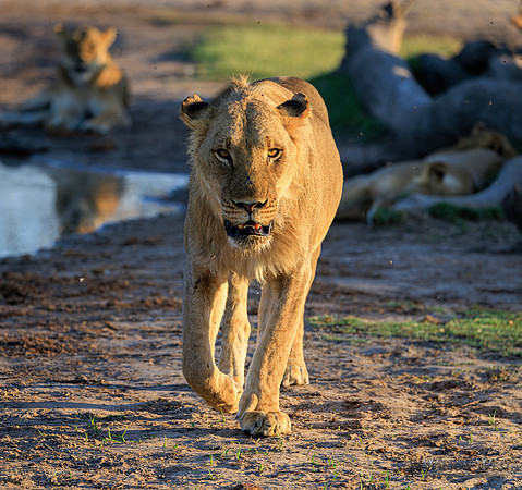 Lion