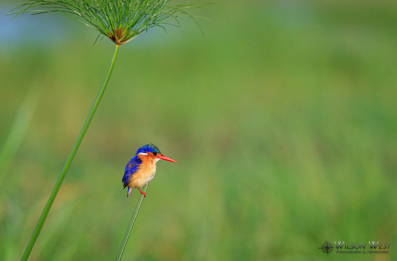 Malachite Kingfisher