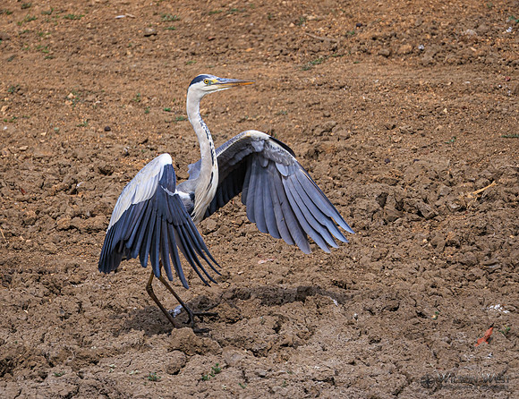 Gray Heron