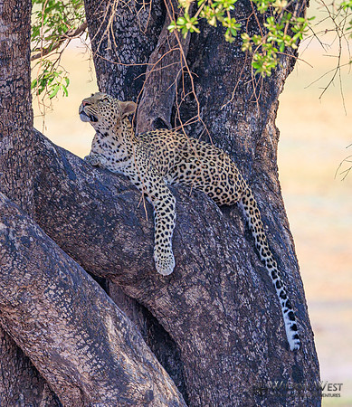 Leopard