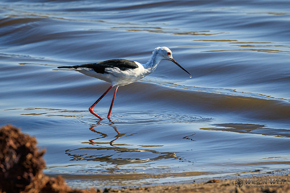 Black-winged Stilt