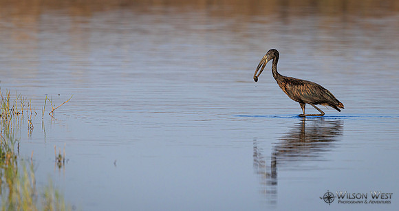 Openbill Stork