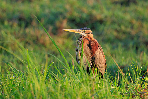 Purple Heron