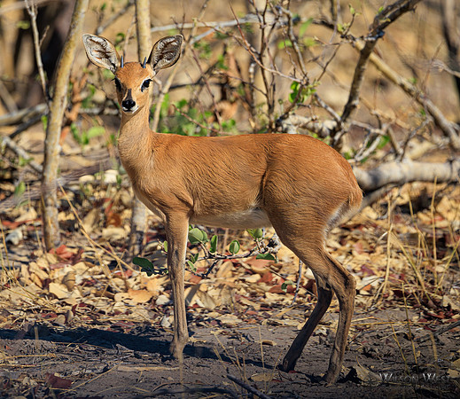 Steenbok