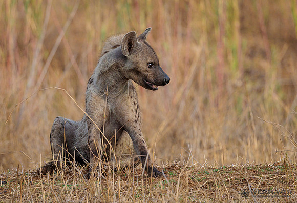 Spotted Hyena