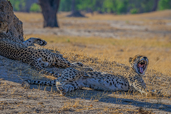 Cheetah