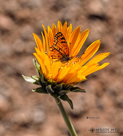 Sunray and Painted Lady