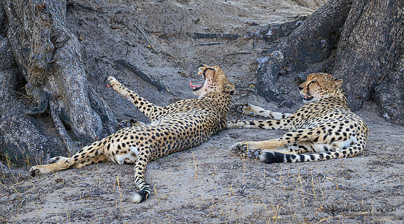 Cheetah