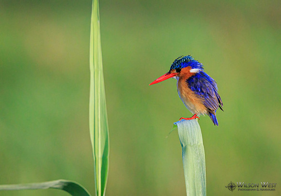 Malachite Kingfisher