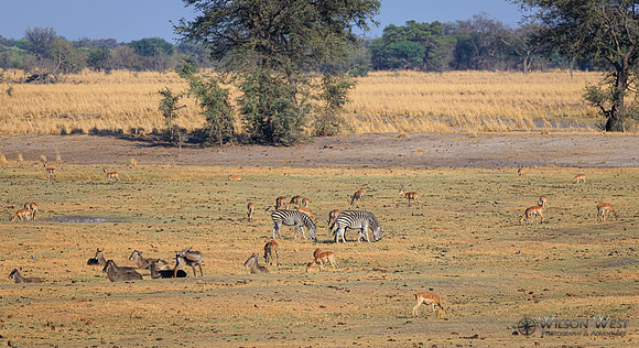 Burchell's Zebra, Common Waterbuck, Impala