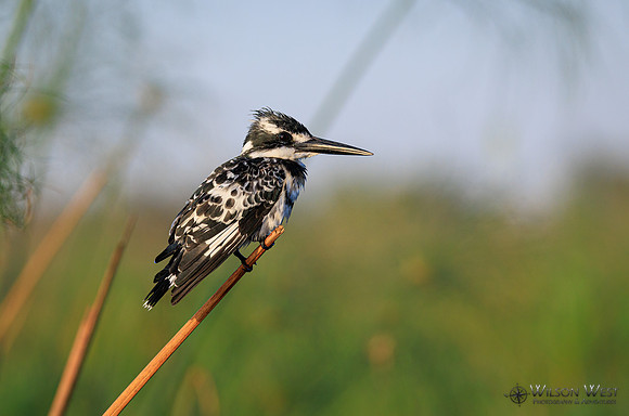 Pied Kingfisher